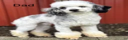 Mini Bernedoodle dogs for sale: Mini Darcy  - Ad 39