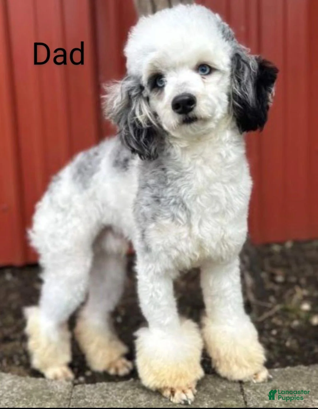 Mini Bernedoodle dogs for sale: Mini Darcy  - Ad 39