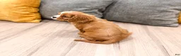 Cavalier King Charles Spaniel dogs for sale: Blaze - Ad 4