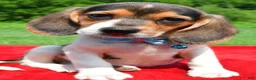Beagle dogs for sale: Hickory - Ad 6