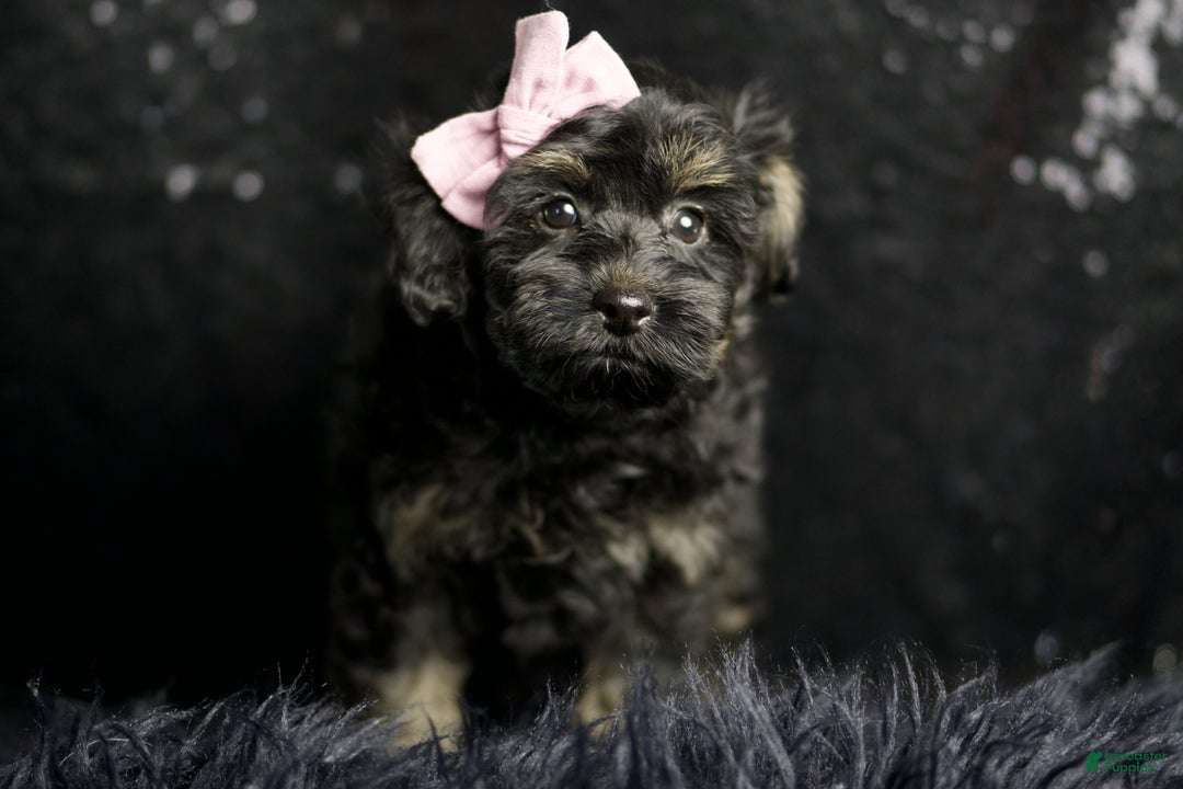 Maltipoo dogs for sale: Buzzy - Ad 3