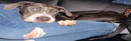 Mixed Breed dogs for sale: Prince - Ad 4