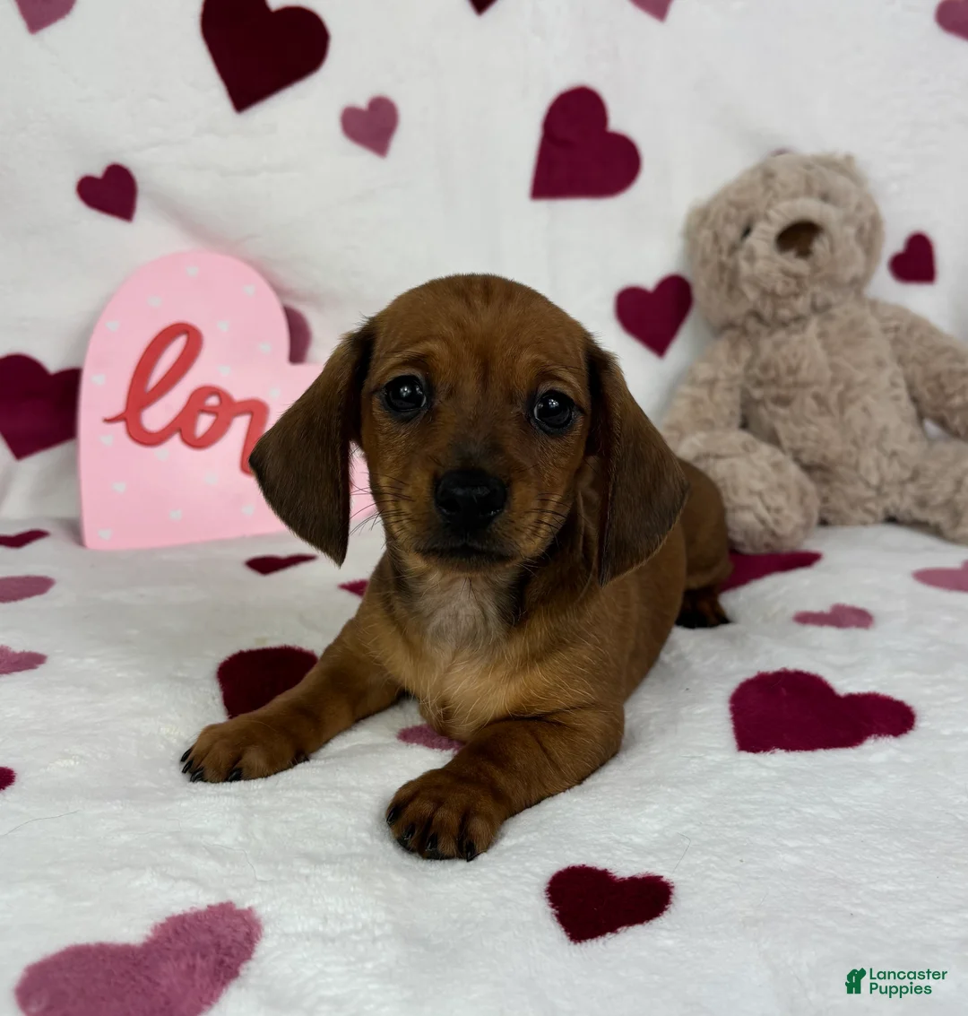 Miniature Dachshund dogs for sale: Freddie - Ad 5