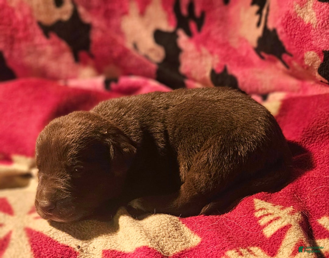 Border Collie dogs for sale: Hook - Ad 7