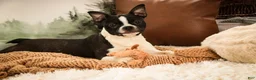 Boston Terrier dogs for sale: Howie - Ad 11