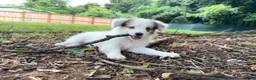 Mixed Breed dogs for sale: PopTart - Ad 4