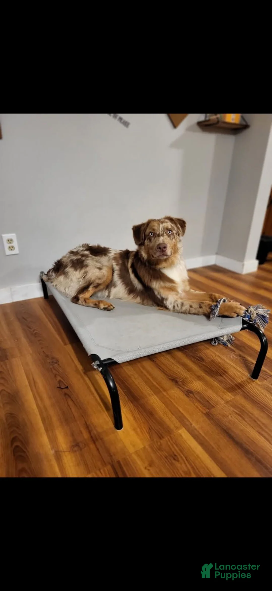 Australian Shepherd dogs for sale: Ember - Ad 3
