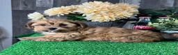 Lhasapoo dogs for sale: Alex  - Ad 5