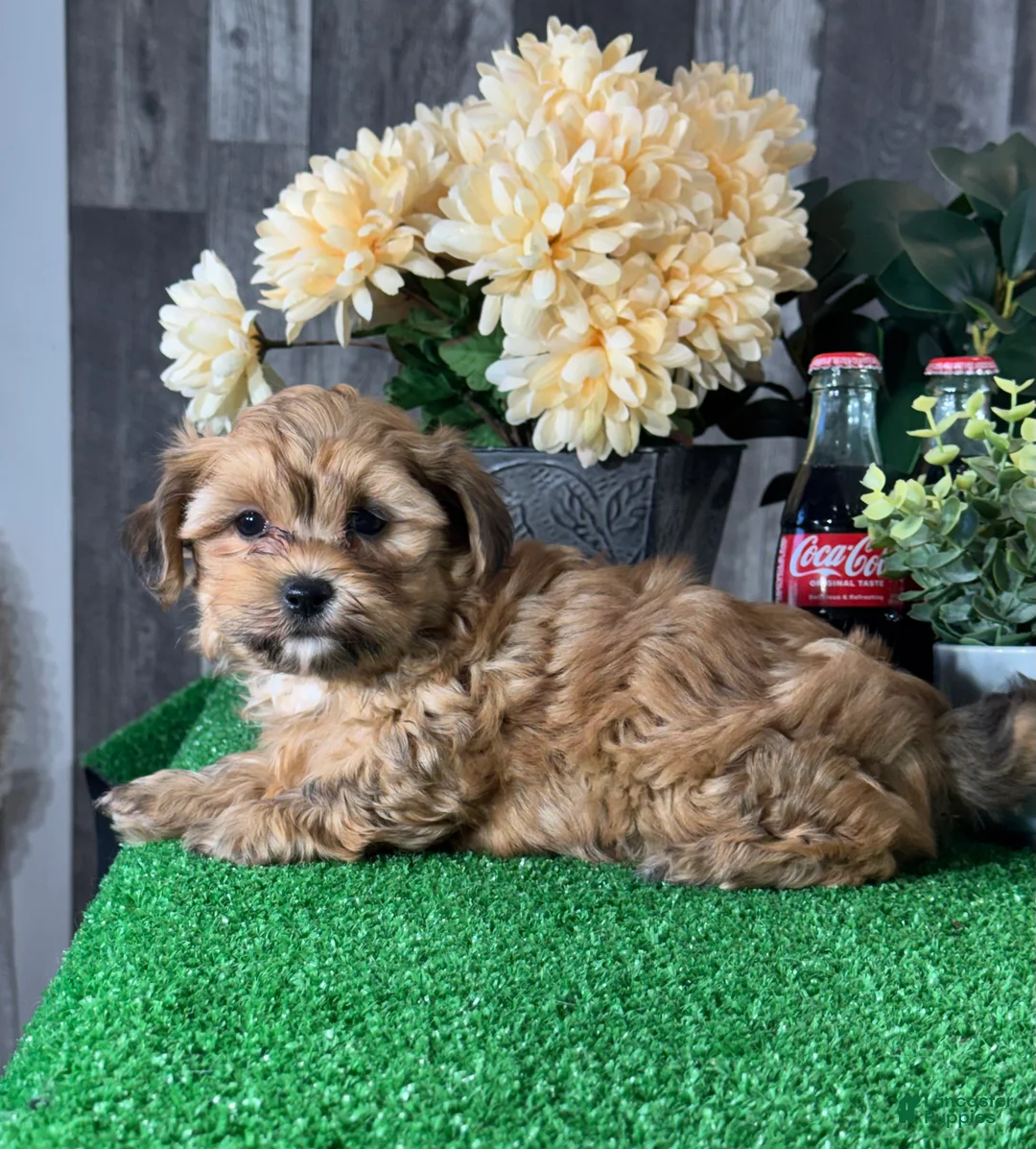 Lhasapoo dogs for sale: Alex  - Ad 5