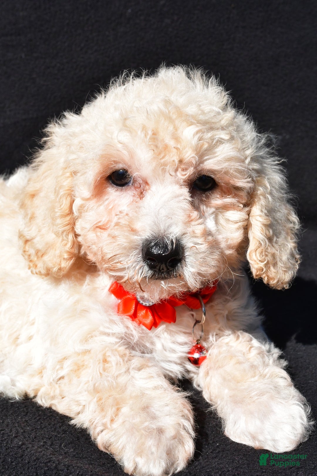 Bichpoo dogs for sale: Tango - Ad 5