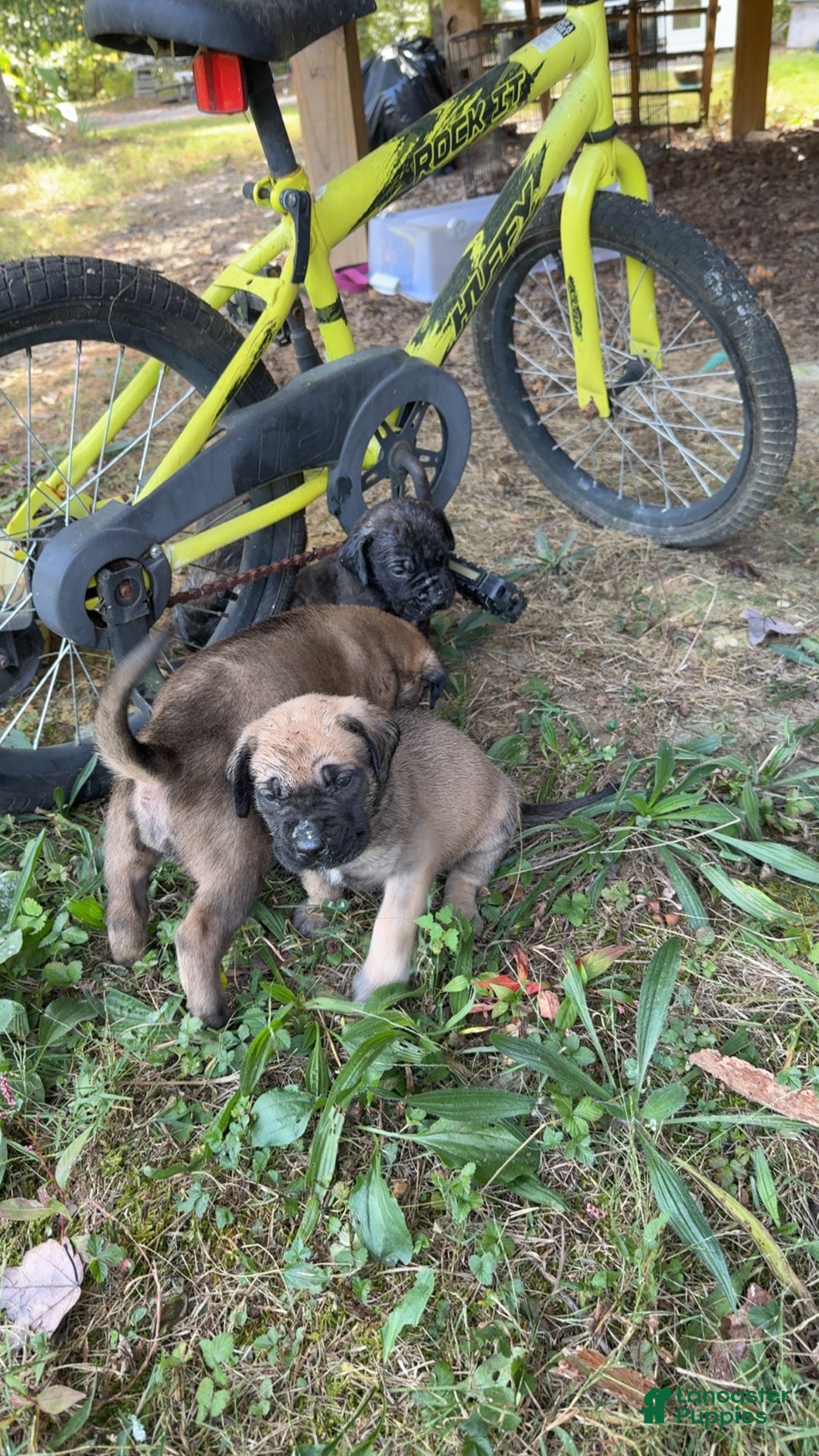 English Mastiff dogs for sale: English Mastiff Puppy 3 - Ad 4