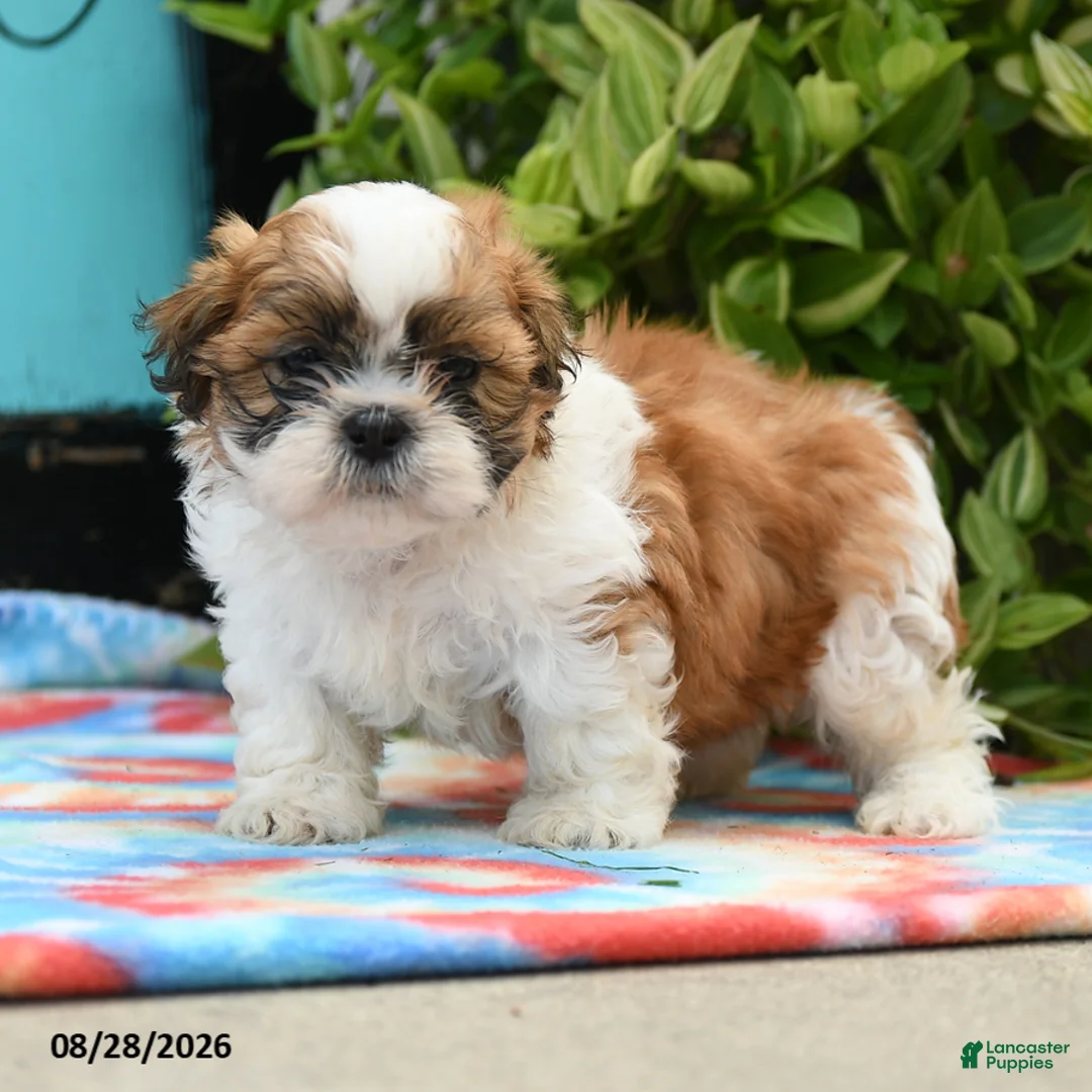 Shih Tzu dogs for sale: Archie - Ad 3