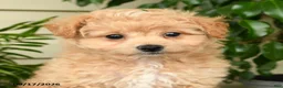 Bichpoo dogs for sale: Ashlie - Ad 4