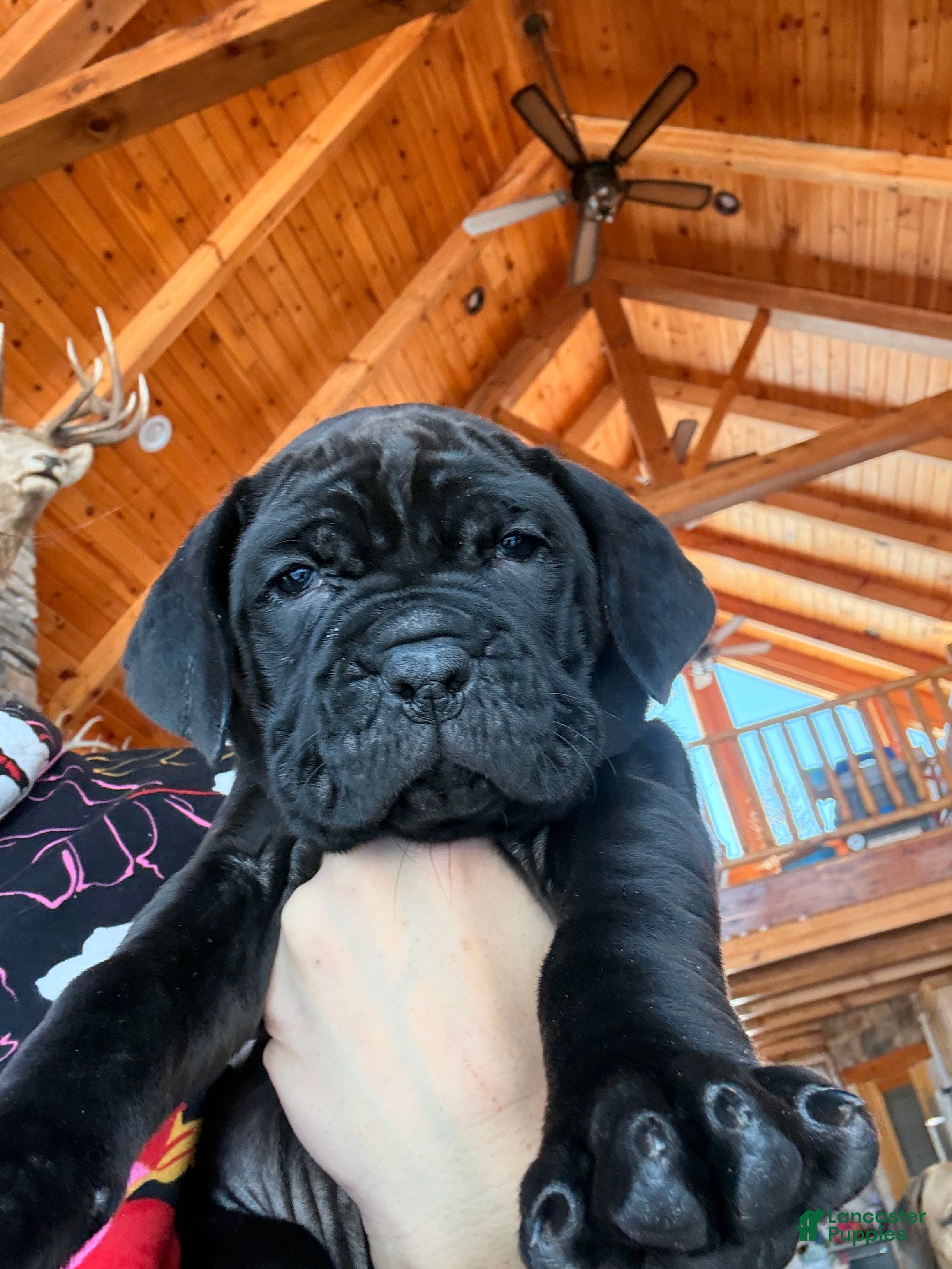 Cane Corso dogs Yellow girl - Ad 40