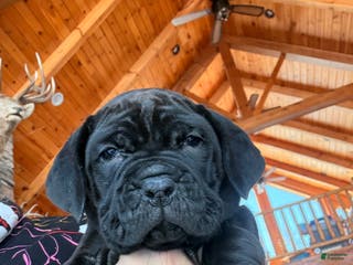 Cane Corso dogs Yellow girl - Ad 40