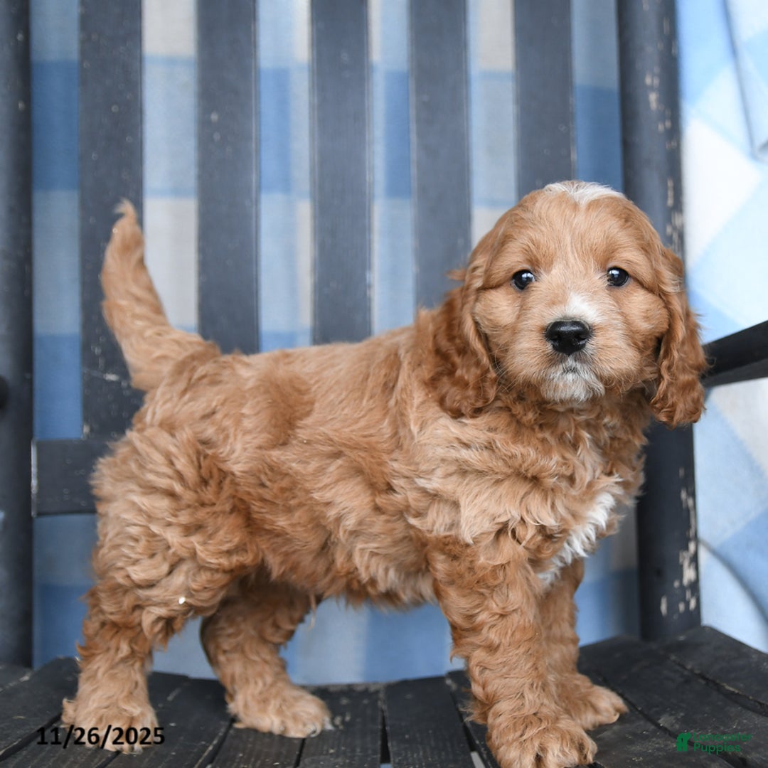 Cockapoo dogs for sale: Roger - Ad 2
