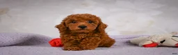 Miniature Poodle dogs for sale: Rocco - Ad 4