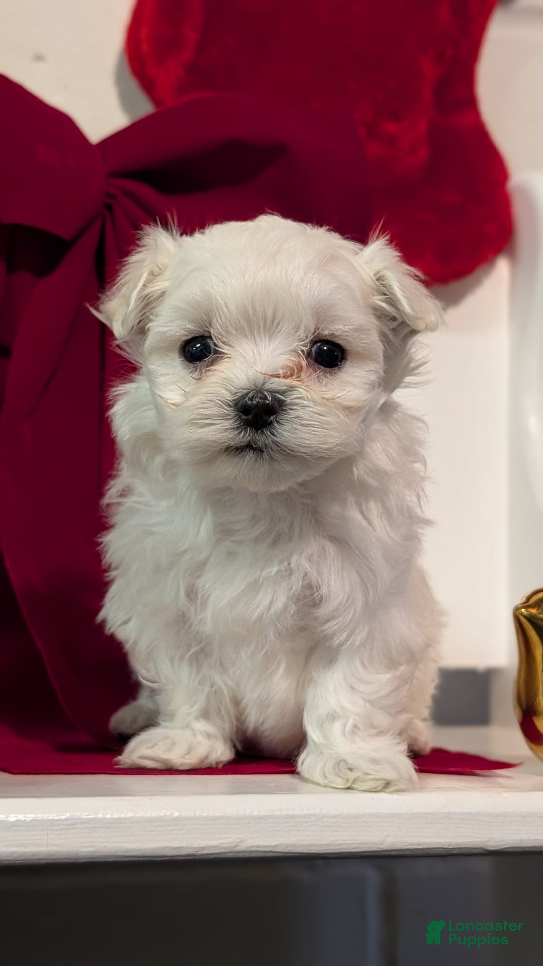 Maltese dogs for sale: Koko - Ad 4