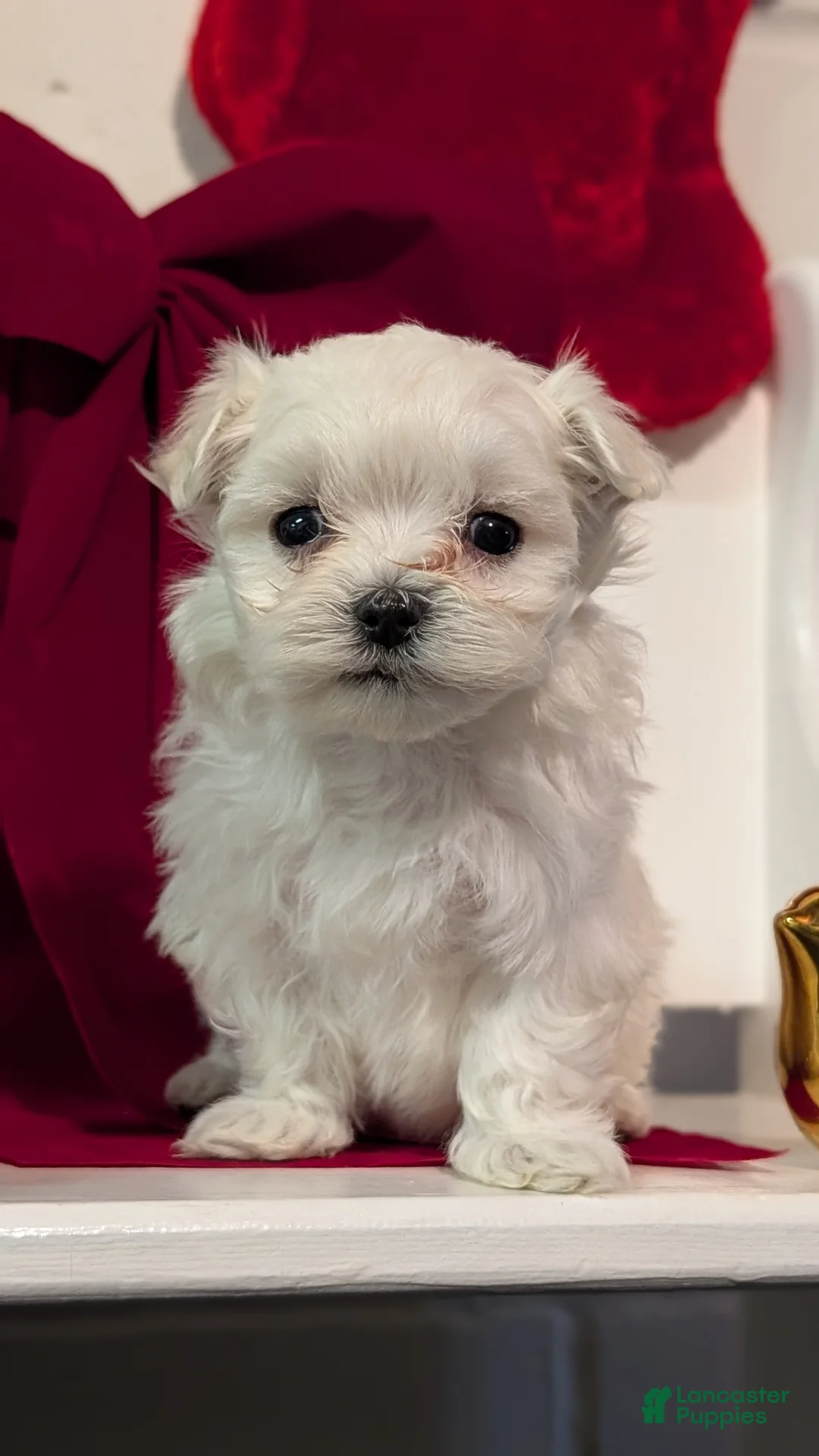 Maltese dogs for sale: Koko - Ad 4