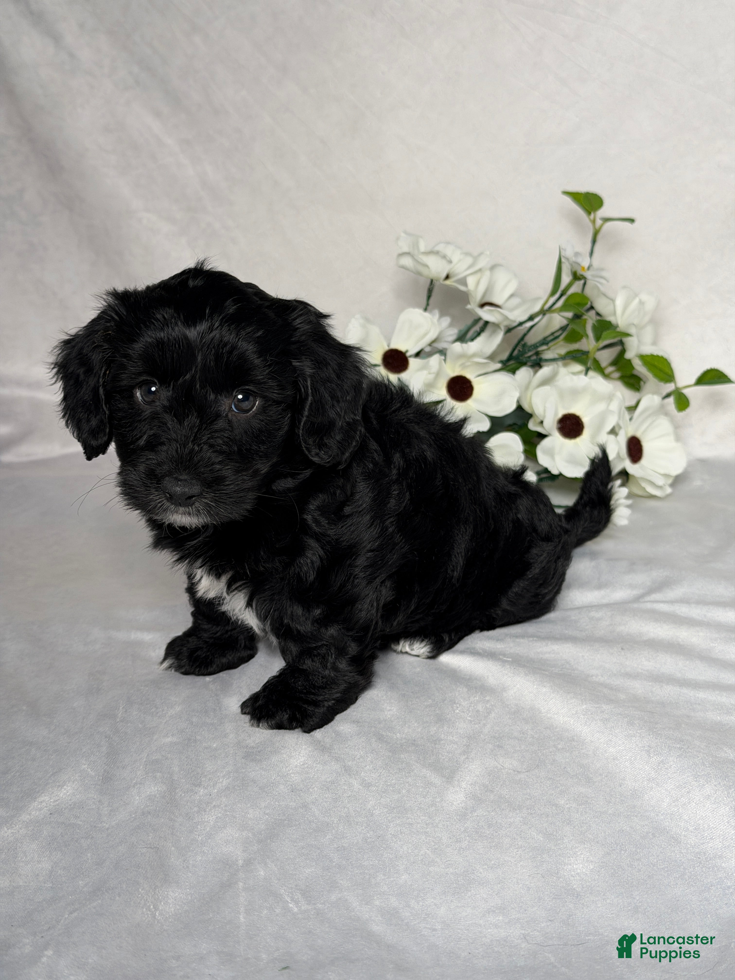 Mixed Breed dogs Leo - Ad 2