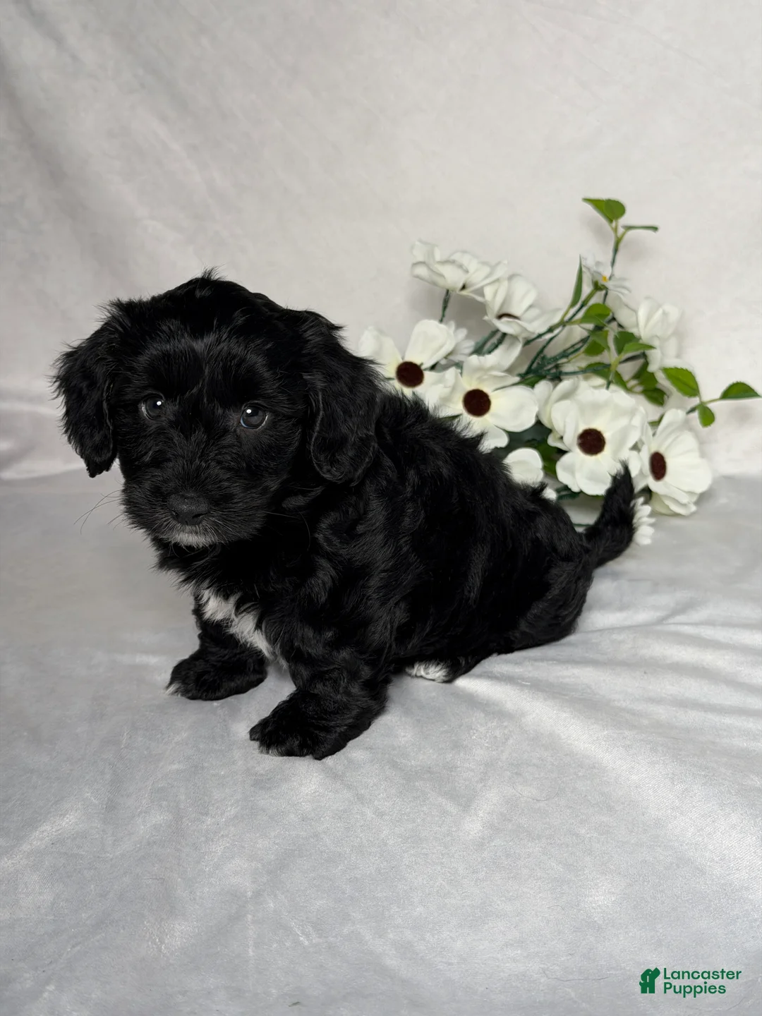Mixed Breed dogs for sale: Leo - Ad 2