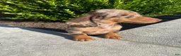 Miniature Dachshund dogs for sale: Otis - Ad 9
