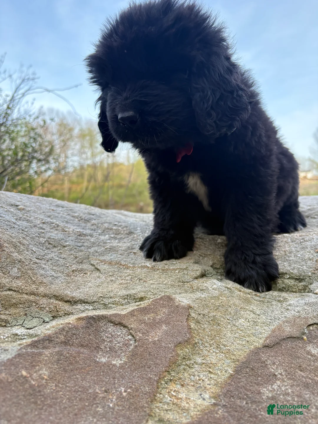 Newfoundland dogs for sale: Bae - Ad 2