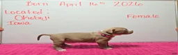 American Bully dogs for sale: American Bully Puppy 2 - Ad 4