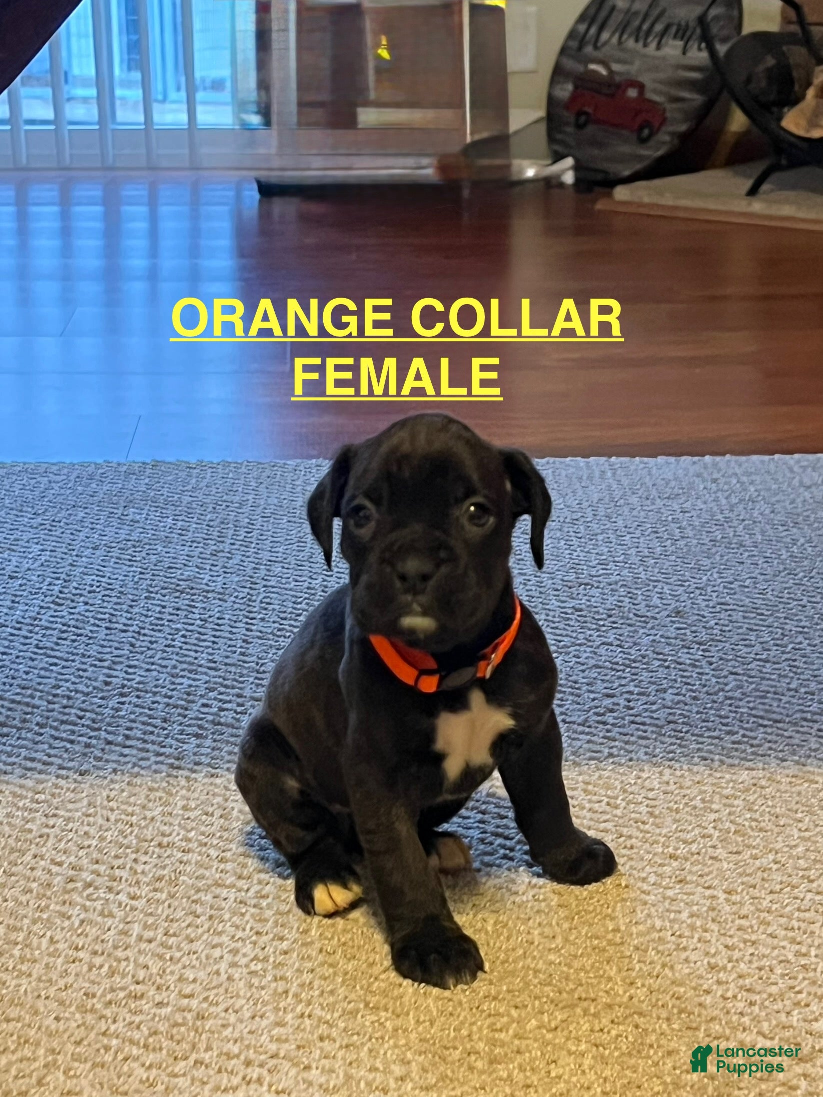 Boxer dogs Boxer Puppy 2 - Ad 13