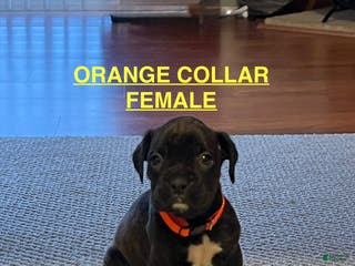 Boxer dogs Boxer Puppy 2 - Ad 42