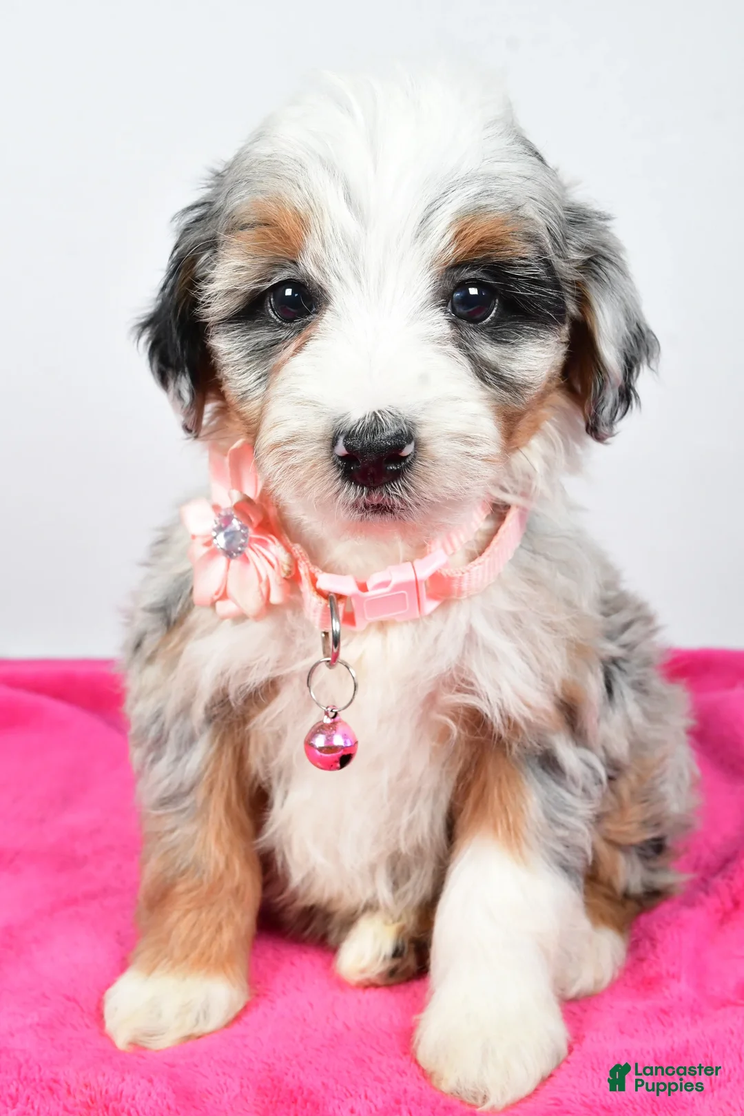 Mini Aussiedoodle dogs for sale: River - Ad 1