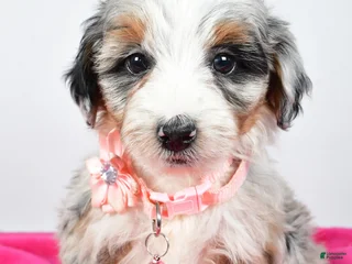 Mini Aussiedoodle dogs River - Ad 15