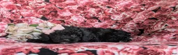 Cavapoo dogs for sale: Amanda 7 lbs Full Grown - Ad 4