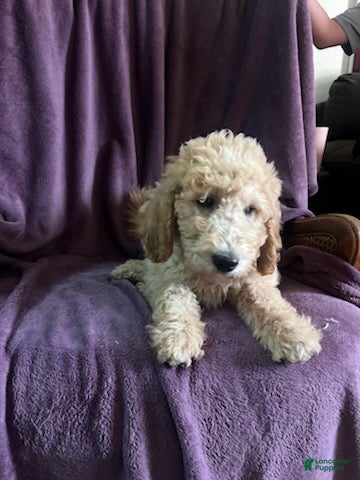 Goldendoodle dogs Sky- male - Ad 2