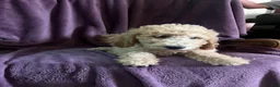 Goldendoodle dogs for sale: Sky- male - Ad 2