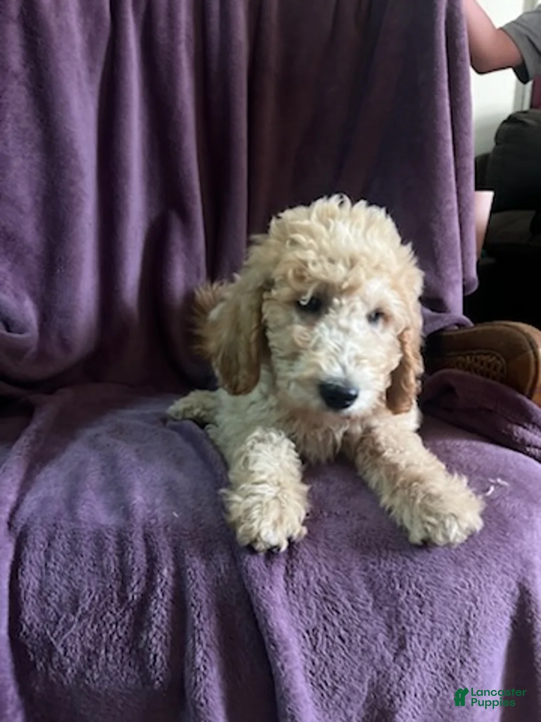 Goldendoodle dogs for sale: Sky- male - Ad 2
