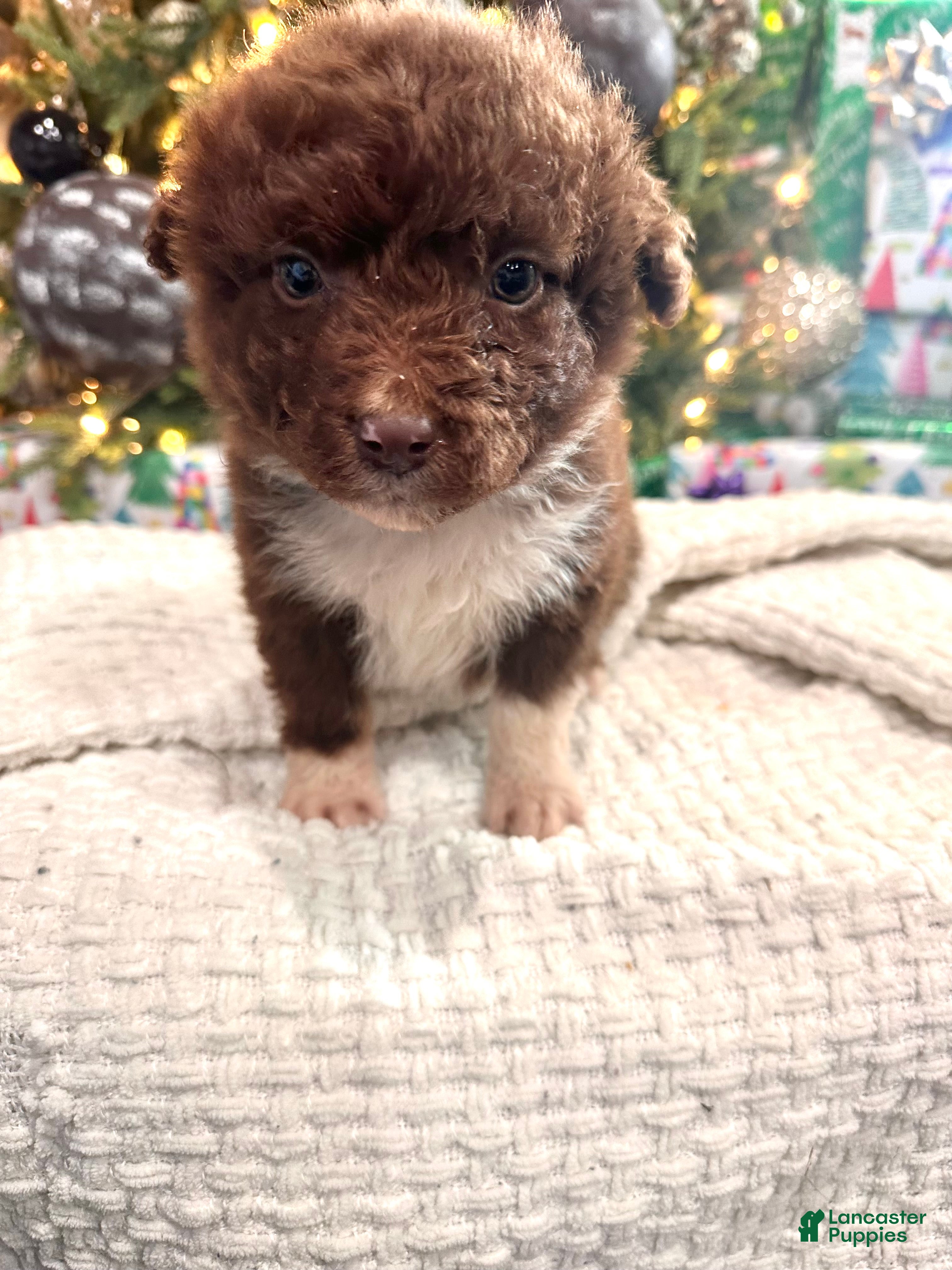 Aussiedoodle dogs Butter Ball - Ad 23