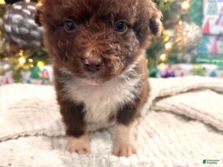 Aussiedoodle dogs Butter Ball - Ad 2