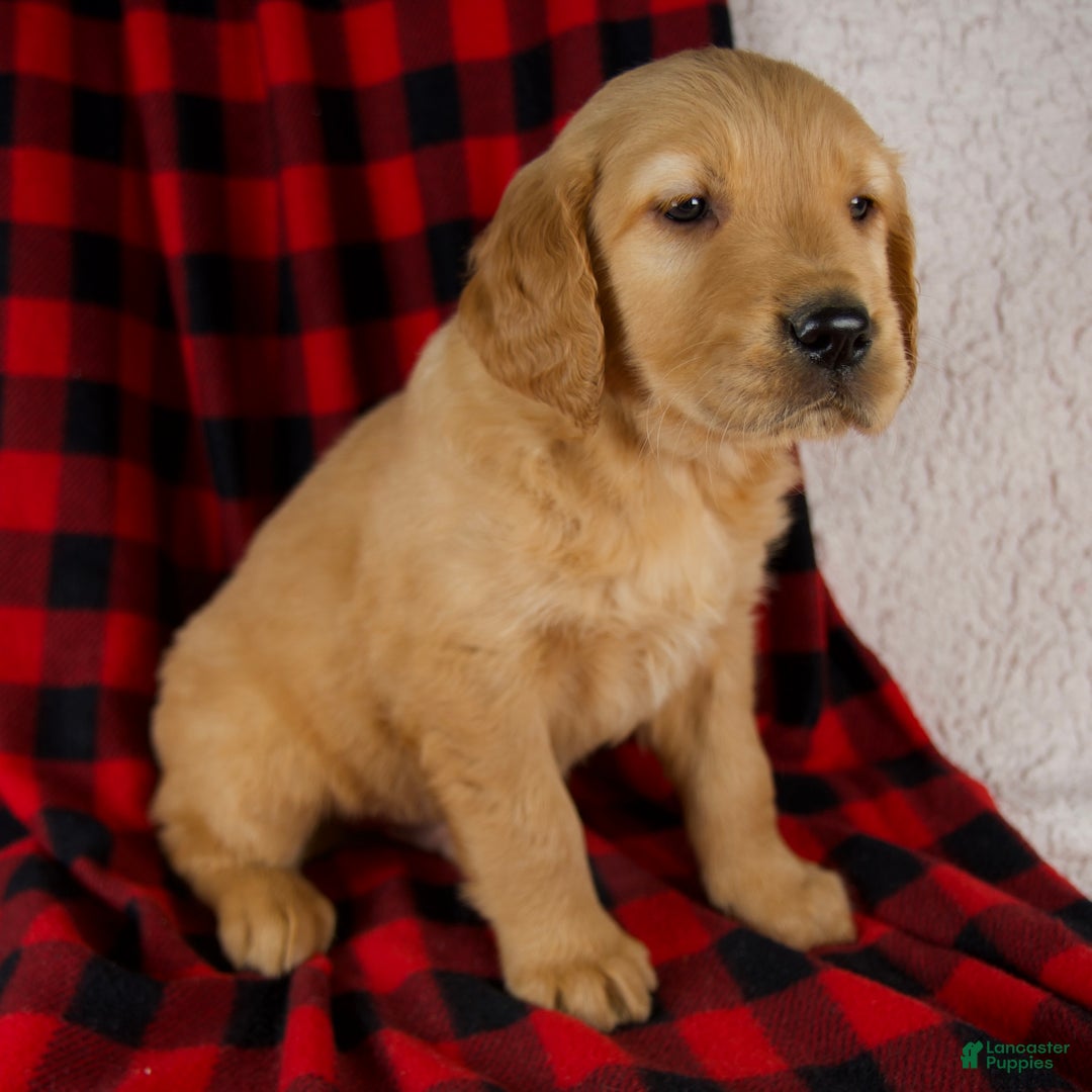 Golden Retriever dogs for sale: Tucker - Ad 2