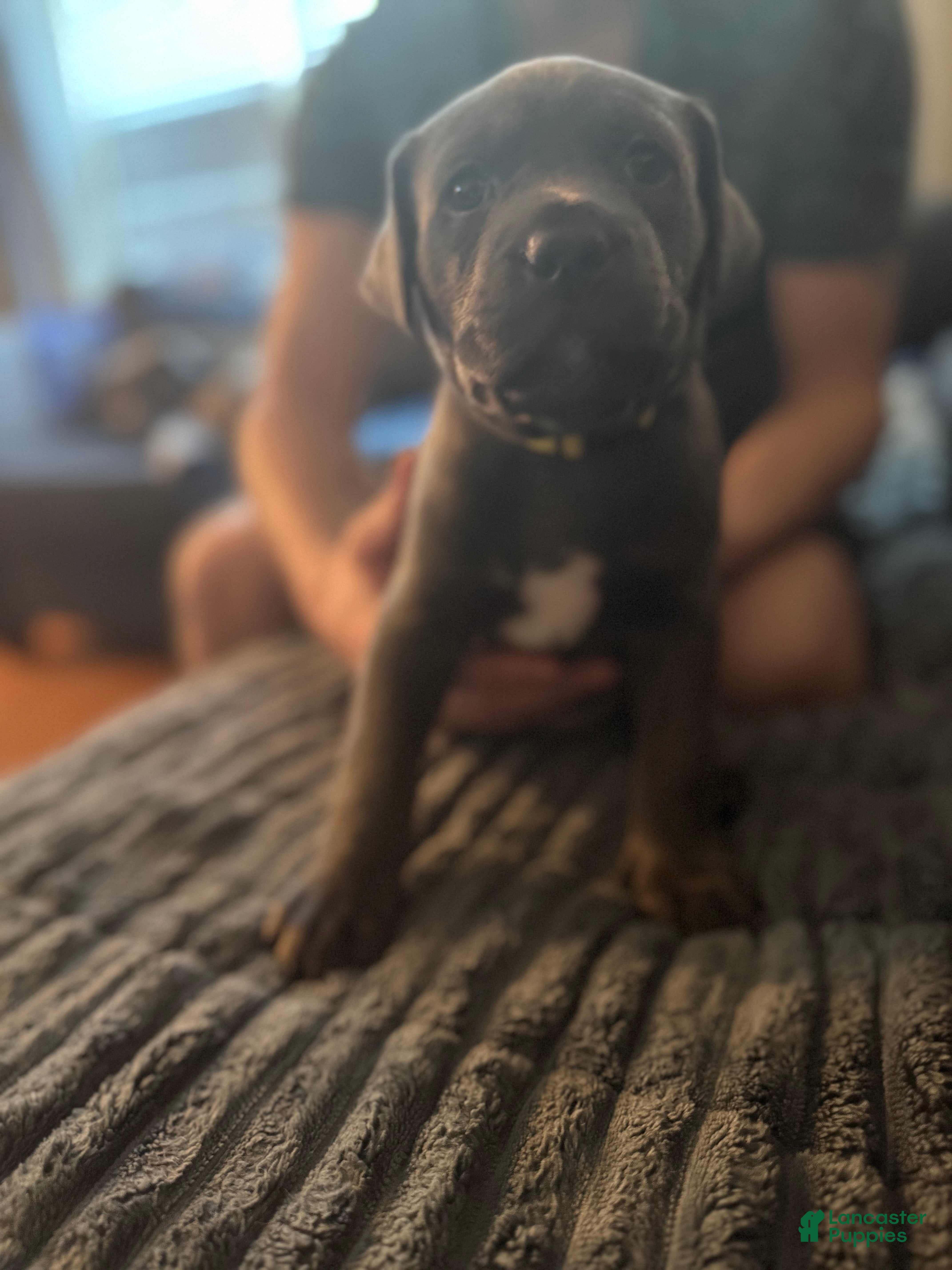 Mixed Breed dogs Ivy - Ad 2