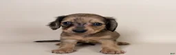 Miniature Dachshund dogs for sale: Stetson  - Ad 4