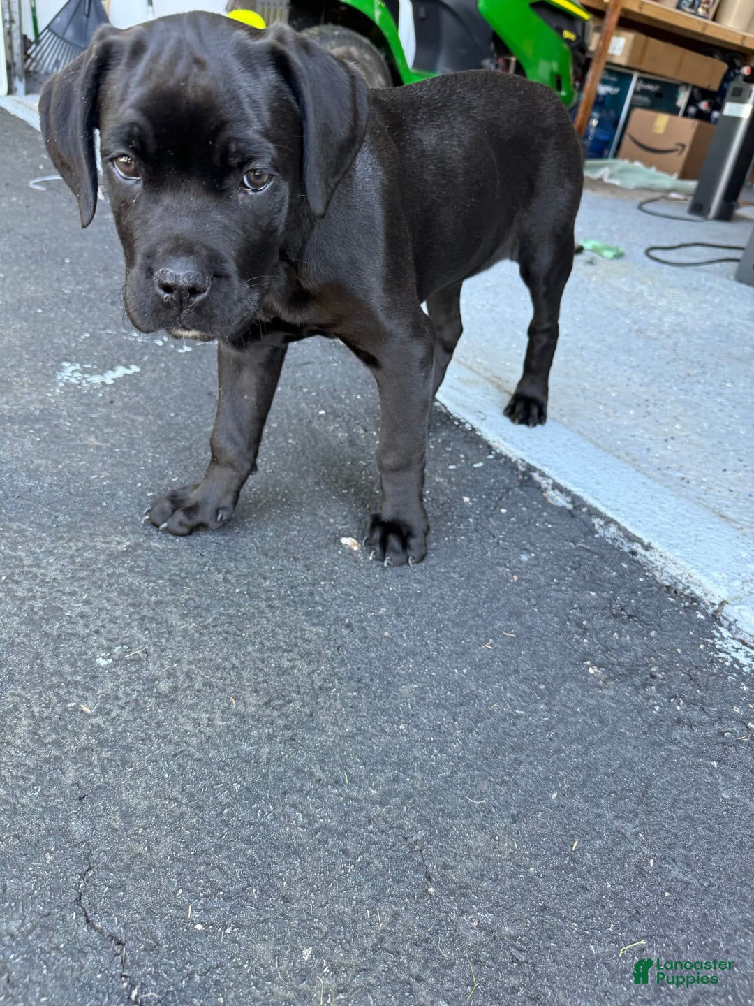 Gallery Image {{count}}