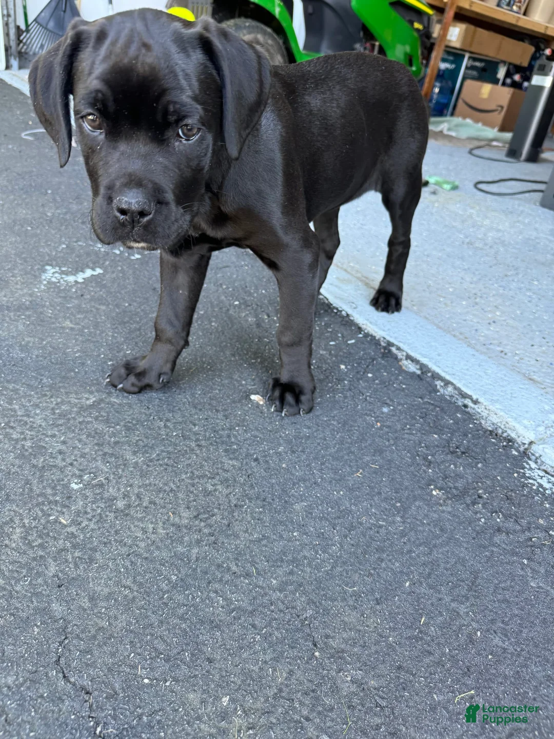 Gallery Image {{count}}