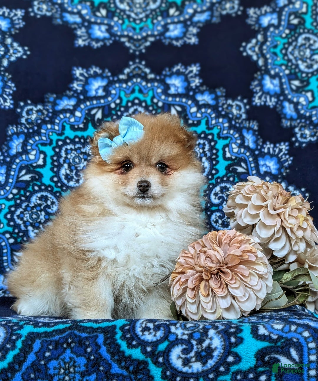 Pomeranian dogs for sale: Dyann - Ad 3