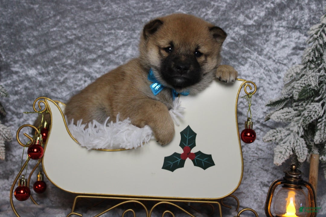 Shiba Inu dogs for sale: Whiskey - Ad 2