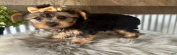 Yorkshire Terrier dogs for sale: Indy - Ad 7