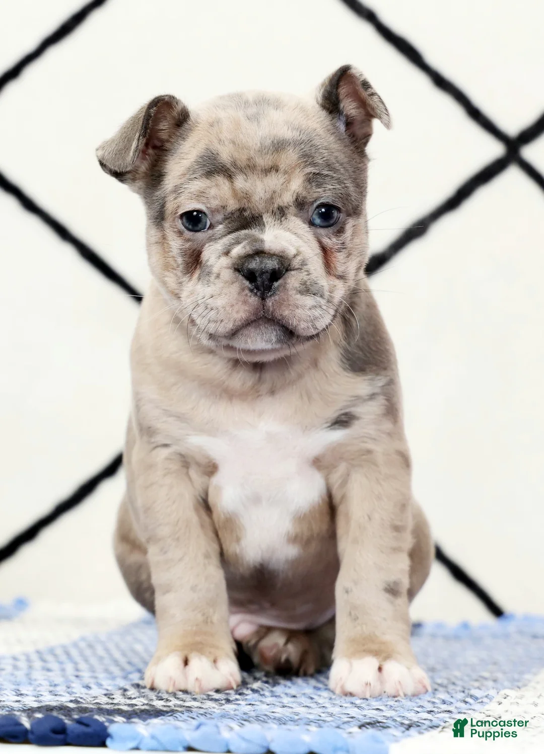 Frenchton dogs for sale: Frisky - Ad 2