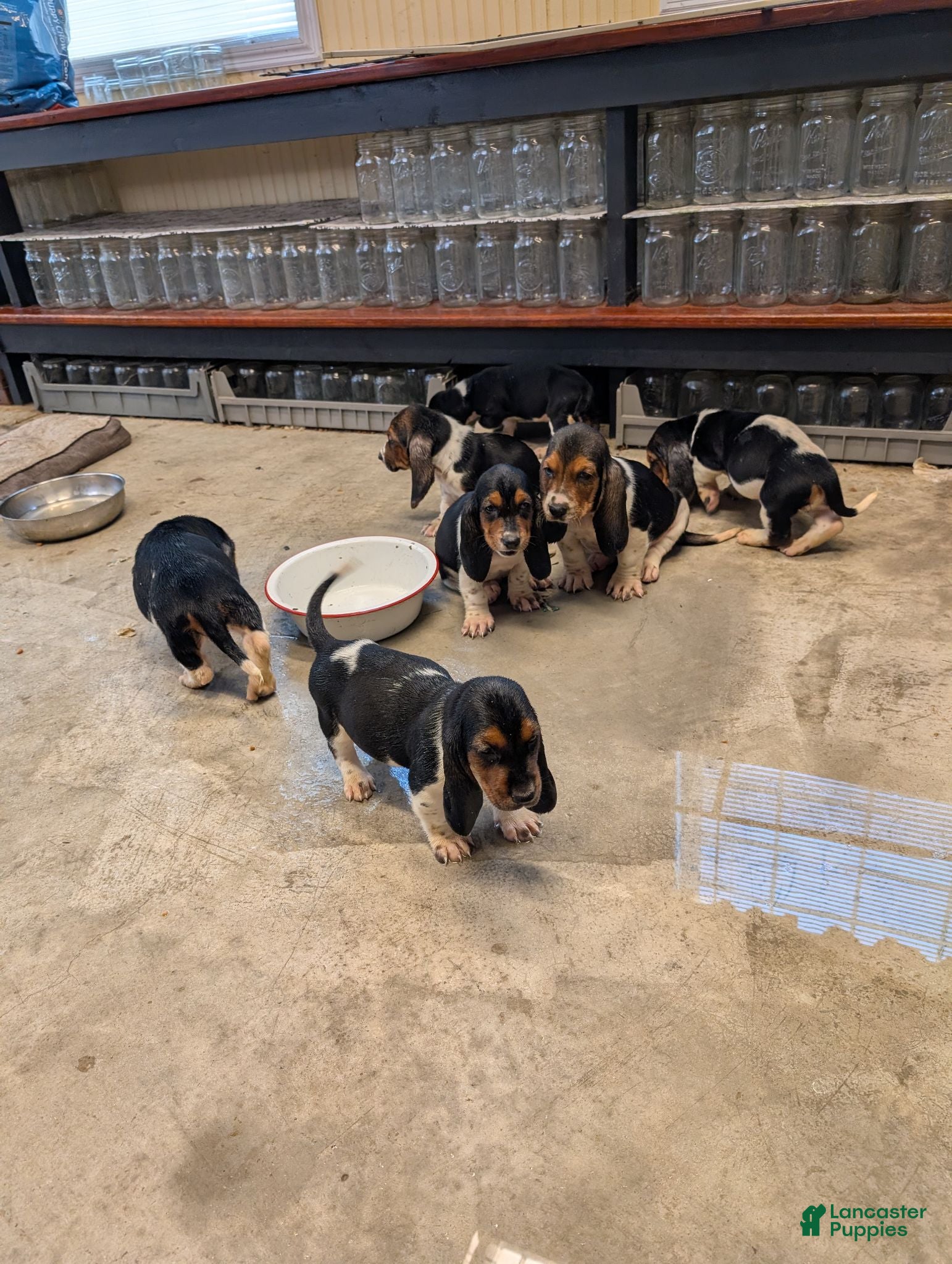 Basset Hound dogs Basset Hound 7 - Ad 21