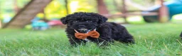 Yorkiepoo dogs for sale: Bubba - Ad 3