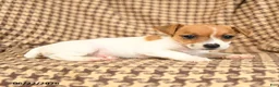 Jack Russell Terrier dogs for sale: Rascal - Ad 3